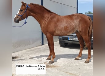 Hispano, Wałach, 3 lat, 155 cm, Kasztanowata
