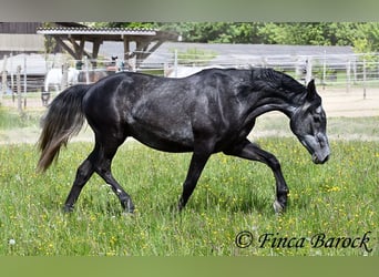 Hispano, Wałach, 4 lat, 150 cm, Siwa