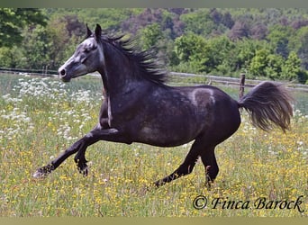 Hispano, Wałach, 4 lat, 150 cm, Siwa