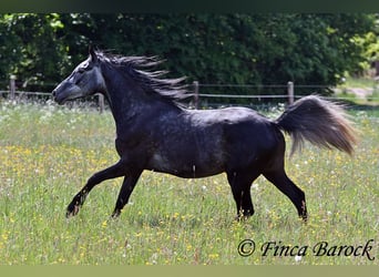 Hispano, Wałach, 4 lat, 150 cm, Siwa