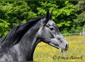 Hispano, Wałach, 4 lat, 150 cm, Siwa