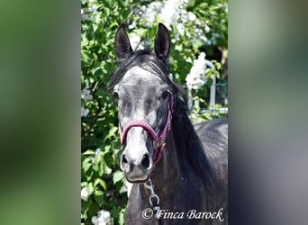 Hispano, Wałach, 4 lat, 150 cm, Siwa