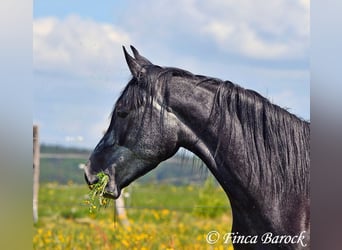 Hispano, Wałach, 4 lat, 150 cm, Siwa