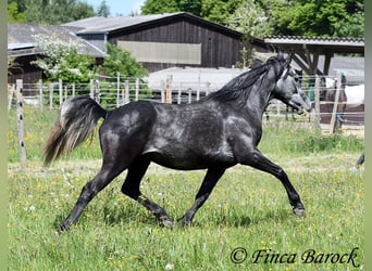 Hispano, Wałach, 4 lat, 150 cm, Siwa