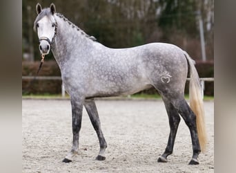 Hispano, Wałach, 5 lat, 154 cm, Siwa