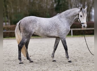 Hispano, Wałach, 5 lat, 154 cm, Siwa