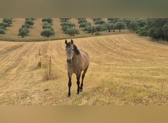Hispano, Wałach, 5 lat, 163 cm, Formy Brown Falb