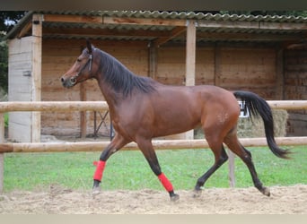 Hispano, Wałach, 6 lat, 154 cm, Gniada