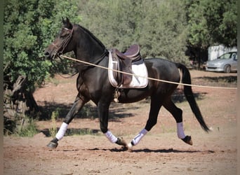 Hispano, Wałach, 6 lat, 161 cm, Skarogniada