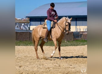 Hispano Mix, Wałach, 6 lat