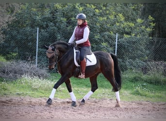 Hispano, Wałach, 7 lat, 161 cm, Skarogniada