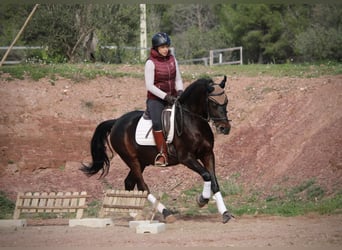 Hispano, Wałach, 7 lat, 161 cm, Skarogniada