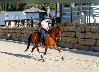 Hispano, Wałach, 7 lat, 168 cm, Gniada