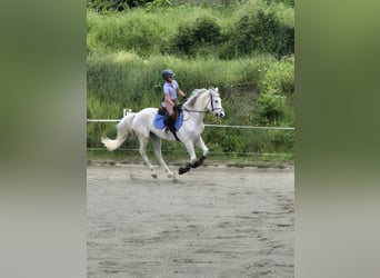 Hispano, Wałach, 9 lat, 162 cm, Siwa