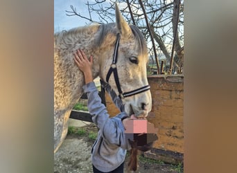 Hispano, Wałach, 9 lat, 162 cm, Siwa