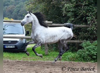 Hispano, Wałach, 4 lat, 156 cm, Siwa