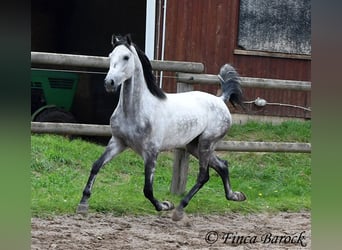 Hispano, Wałach, 4 lat, 156 cm, Siwa