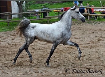 Hispano, Wałach, 4 lat, 156 cm, Siwa