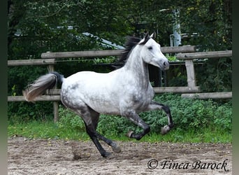 Hispano, Wałach, 4 lat, 156 cm, Siwa