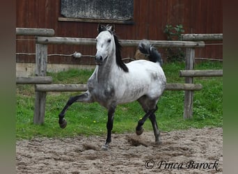 Hispano, Wałach, 4 lat, 156 cm, Siwa