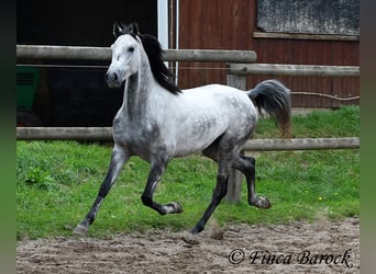 Hispano, Wałach, 4 lat, 156 cm, Siwa