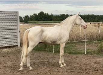 Hispano Mix, Wałach, 5 lat, 155 cm, Cremello