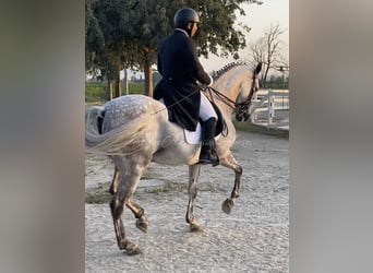 Hispano, Wałach, 6 lat, 163 cm
