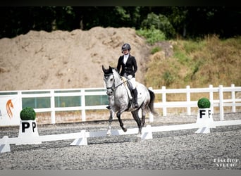 Hispano Mix, Wałach, 8 lat, 158 cm, Siwa