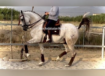 Hispano Mix, Wałach, 9 lat, 164 cm, Siwa