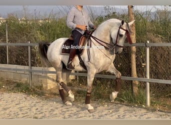 Hispano Mix, Wałach, 9 lat, 164 cm, Siwa