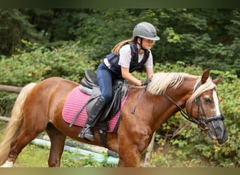 hoi hoi ik ben nova en ik zoek al heel lang een verzorg paard!!!!