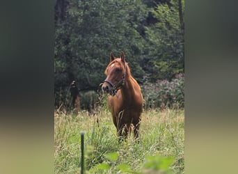 holenderska zimnokrwistość Mix, Klacz, 1 Rok, 145 cm, Gniada