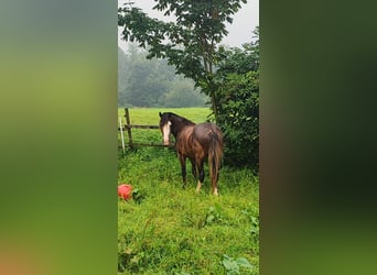 holenderska zimnokrwistość Mix, Klacz, 2 lat, 135 cm, Gniada