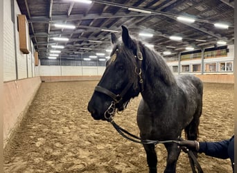 holenderska zimnokrwistość, Klacz, 6 lat, 165 cm, Karosiwa