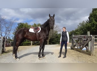 holenderska zimnokrwistość, Wałach, 9 lat, 173 cm, Kara