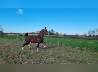 Holländsk körhäst, Sto, 2 år, 164 cm, fux