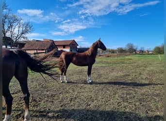 Holländsk körhäst, Sto, 2 år, 164 cm, fux