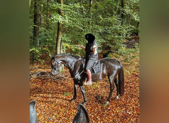 Holländsk körhäst, Sto, 5 år, 162 cm, Svart