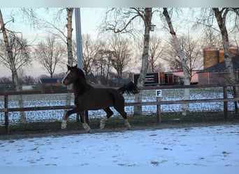 Holländsk körhäst Blandning, Sto, 7 år, 164 cm, Fux
