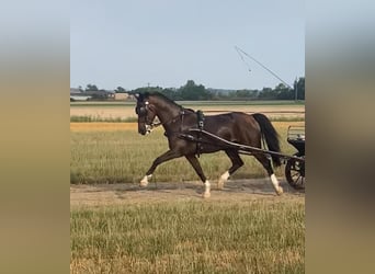 Holländsk körhäst, Valack, 10 år, 165 cm, Brun