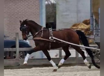 Holländsk körhäst, Valack, 10 år, 166 cm, Brun