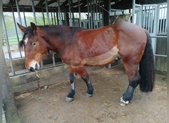 Holländskt kallblod, Valack, 3 år, Brun