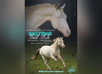 American Quarter Horse, Hengst, 4 Jaar, 154 cm, Champagne