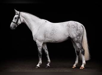 Holstein, Castrone, 10 Anni, 164 cm, Grigio