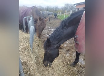 Holstein, Castrone, 10 Anni, 165 cm, Baio nero