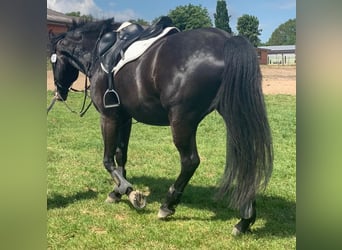 Holstein, Castrone, 10 Anni, 165 cm, Baio nero