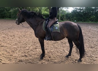 Holstein, Castrone, 10 Anni, 165 cm, Baio nero