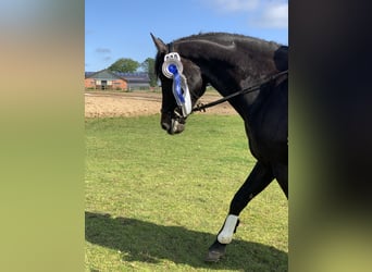 Holstein, Castrone, 10 Anni, 165 cm, Baio nero