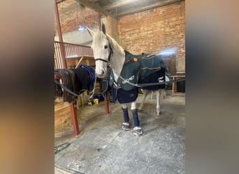 Holstein, Castrone, 10 Anni, 170 cm, Grigio