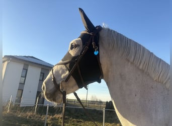 Holstein, Castrone, 10 Anni, 170 cm, Grigio